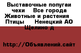 Выставочные попугаи чехи  - Все города Животные и растения » Птицы   . Ненецкий АО,Щелино д.